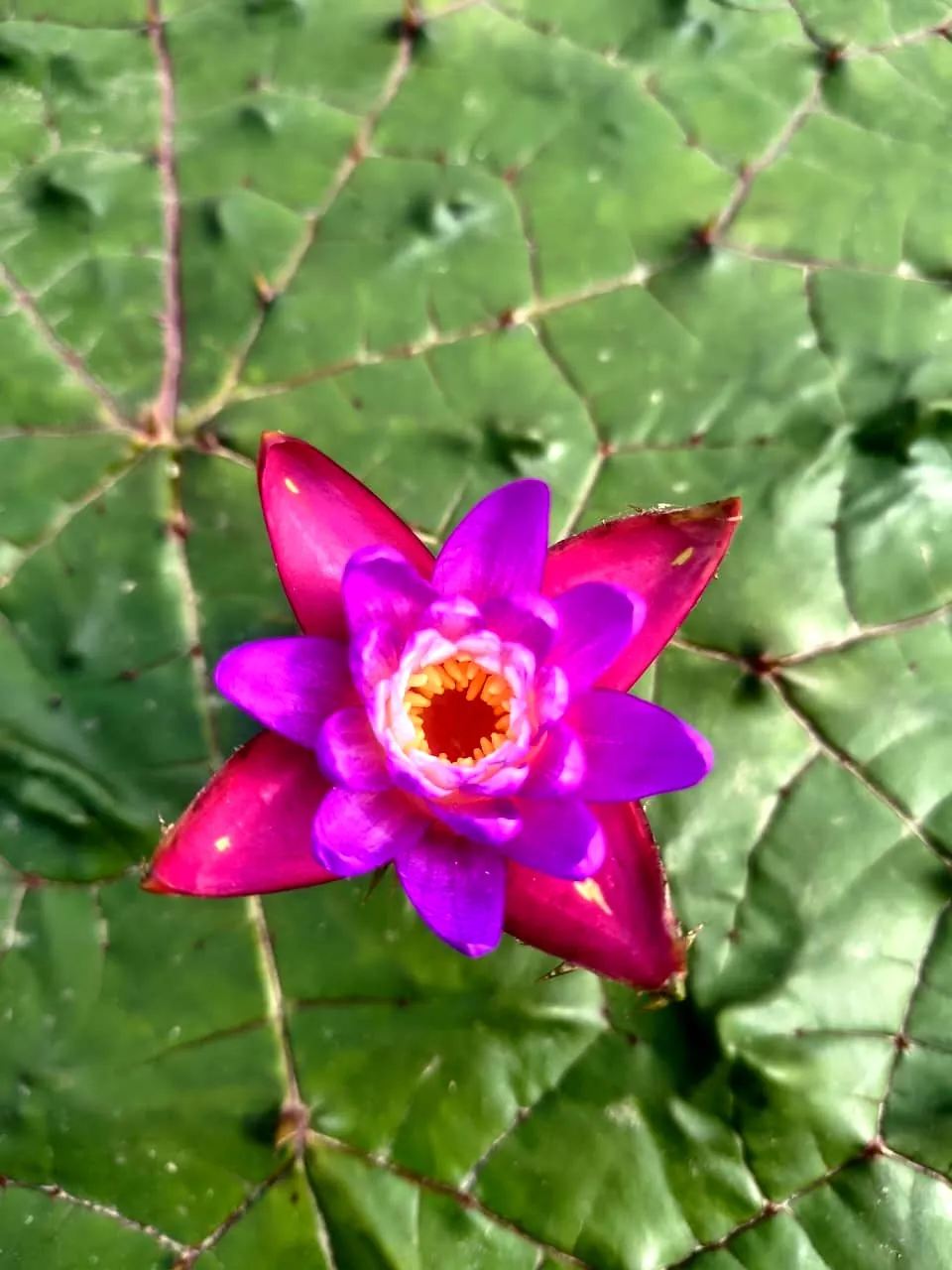 Euryale ferox flower emerging through a leaf