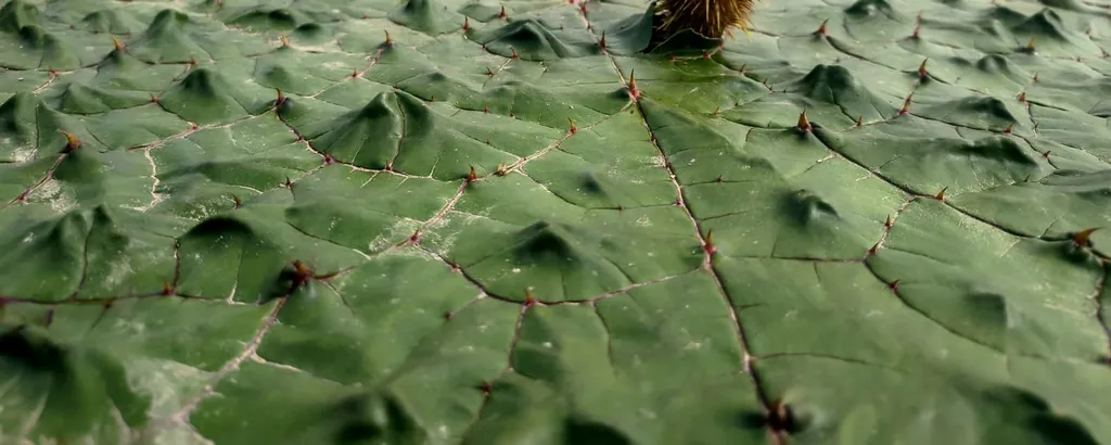 Euryale ferox leaves on the water