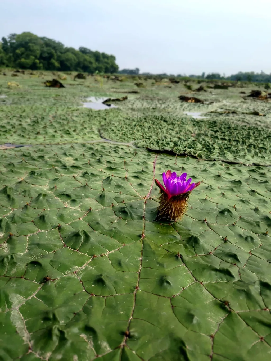 A makhana pond in Bihar